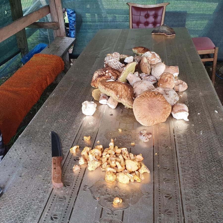 Planinska Koliba Ajdanovici Jelovac Nisicka Visoravan Olovo Exterior foto