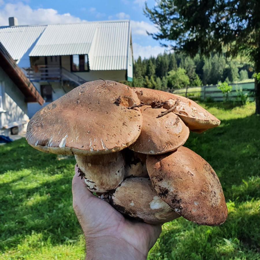 Planinska Koliba Ajdanovici Jelovac Nisicka Visoravan Olovo Exterior foto